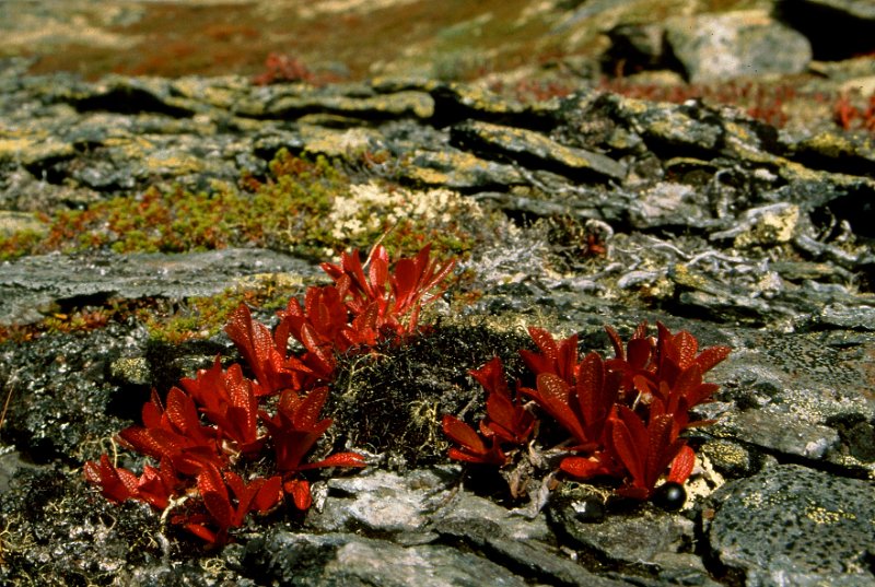 196_43.jpg - Rypebærlyng i høstfarger