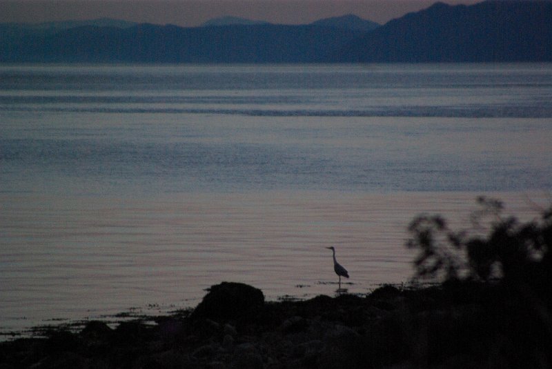 Imgp5939.jpg - Vi gikk kveldstur, og fikk bilde av en heire i vannkanten