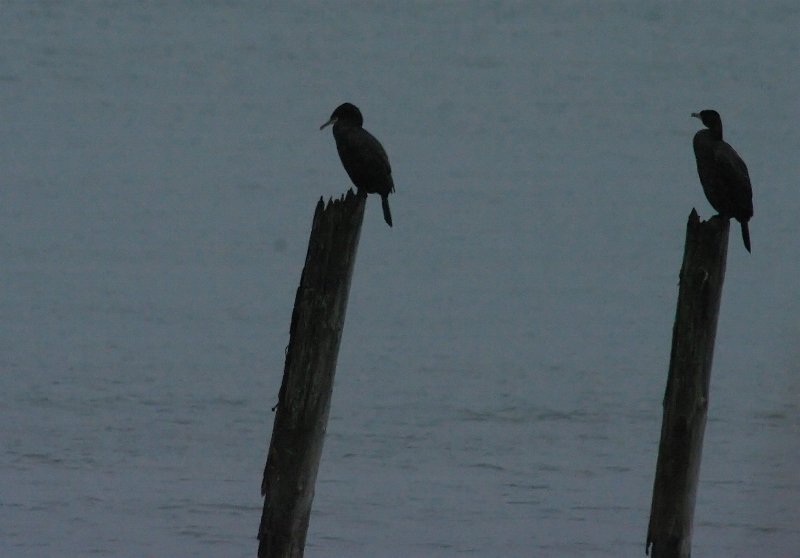 IMGP3782.jpg - Skarver på en stolpe er gode fotomotiver.
