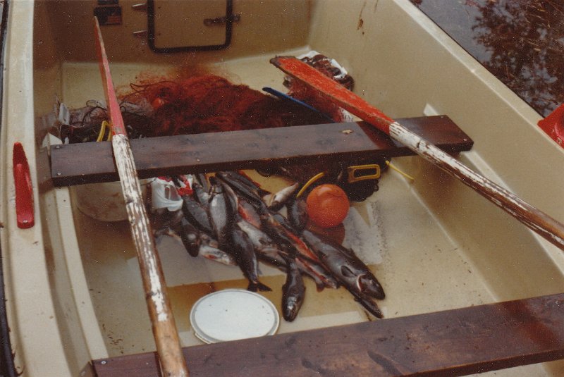 Survival_1.jpg - Natta til søndag satte vi garn i Dragstsjøen. Det ga bra fangst. I tillegg tok vi en pen ørret (den til høyre) på sluk da vi rodde ut til garnsetta