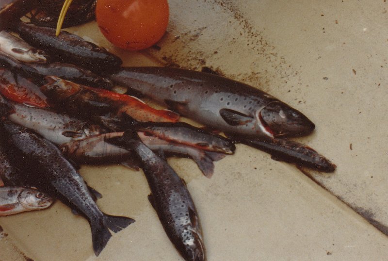 Survival_2.jpg - En fiskkefangst til å overleve på noen dager