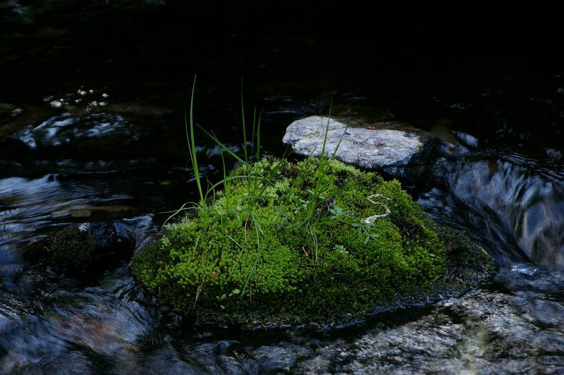Imgp5204.jpg - Så pittoresque kan en stein i en bekk bli, - om lysforholdene er riktige.