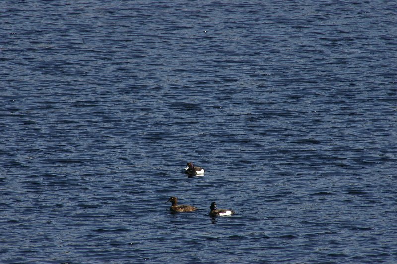 Imgp2912.jpg - Også noen toppender hadde mellomlandet i Vennatjønna denne våren.