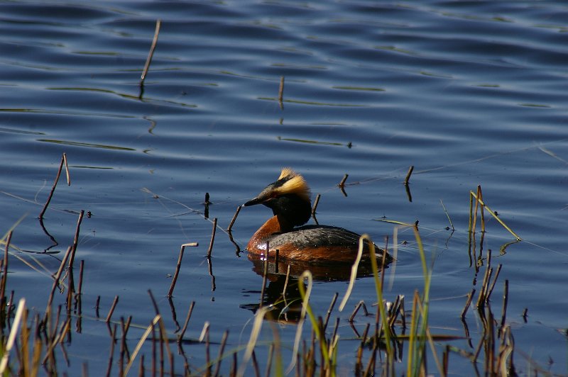 Imgp3181.jpg - Horndykkeren var på plass i Vennatjønna