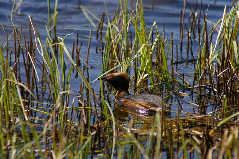 Imgp3189.jpg - Inne i mellom graset i tjønna lager Horndykkerne reir på ei plattform av flytende rester av fjordårets gras.