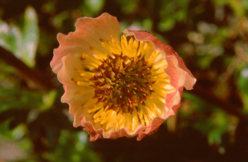 113_31.jpg - Issoleie