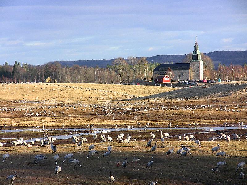 Img_0524.jpg - Det er ganske formidable mengder med Traner ved Hornborgarsjöns bredder en aprildag i 2011. Bjurum Kyrka i bakgrunnen