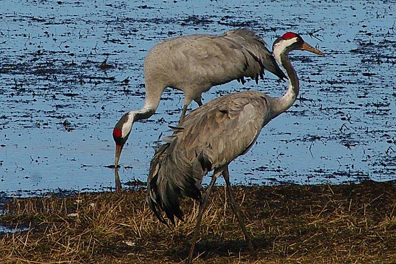 Imgp5999.jpg - Traner er prektige fuglermws sine store grå kropper på lange bein og med en knallrød isse.