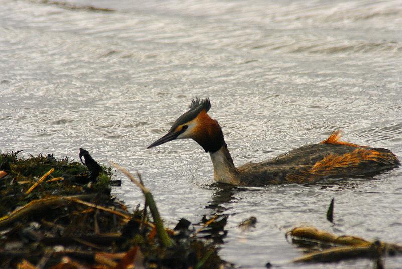 Imgp6180.jpg - Toppdykker er også hyppig forekommende hekkefugl ved Horrnborgarsjön