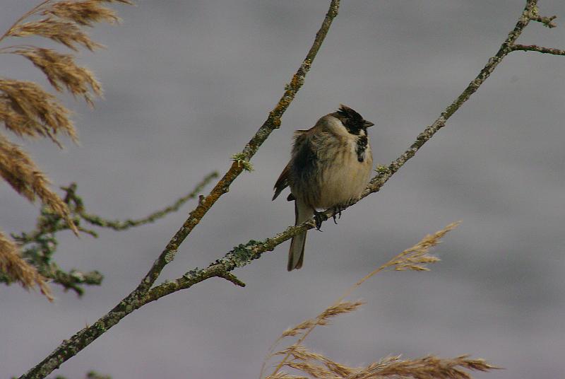 Imgp6216.jpg - En sivspurv lot seg også fotografere der ved Hornborgarsjön i Skaraborgs Län. Midt i Sørsverige