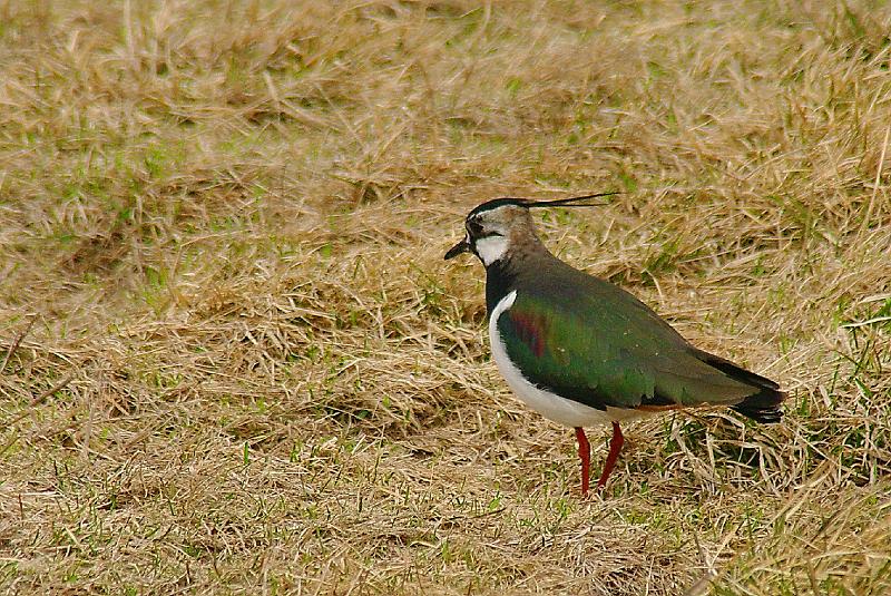 Imgp6219.jpg - Vipa er fargerik i sin vårdrakt