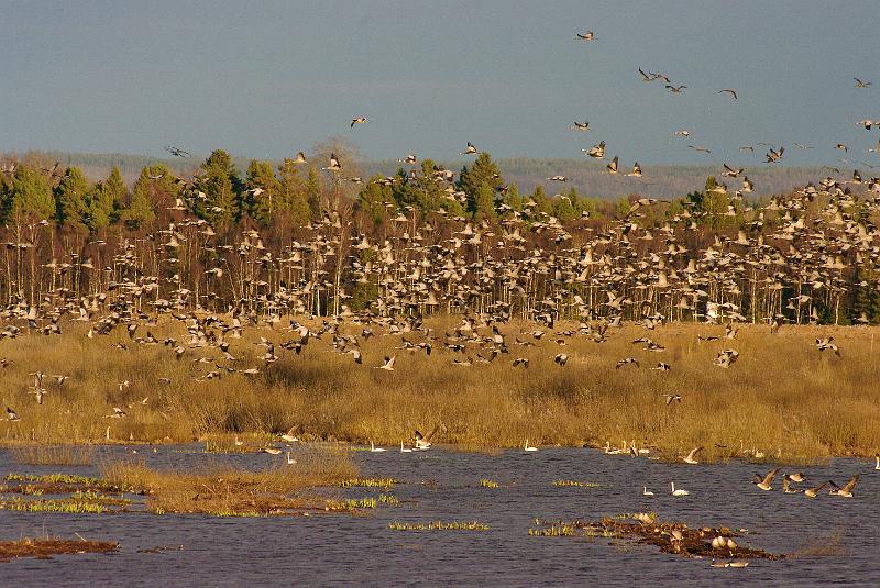 Imgp6437.jpg - På ettermiddagen letter opptil 1000 traner samtidig fra sørenden av sjøen for å trekke til endel spesielle overnattingsplasser ved vestbredden litt lenger nord.