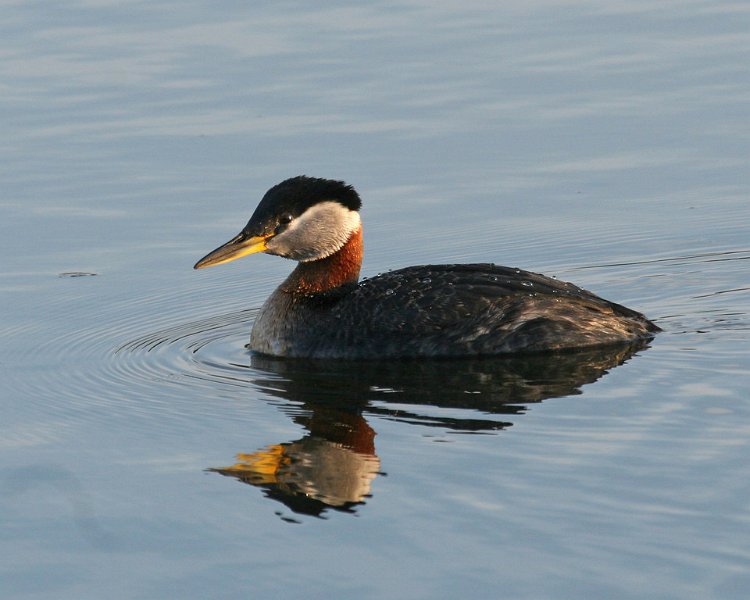 grastrdykker2.jpg - Gråstrupedykker (Gråhakedopping på svensk) hekker med omtrent 150 par årligårs ved Hornborgarsjön