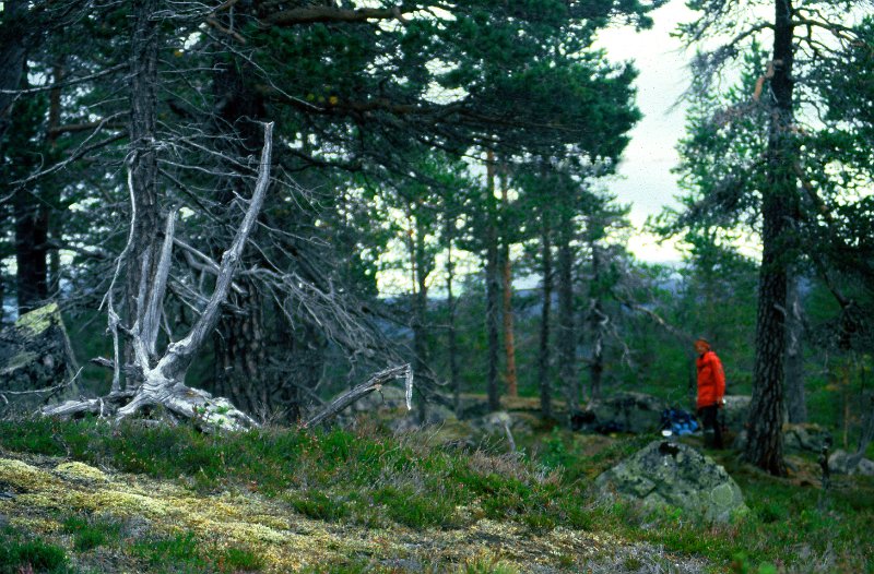 080_34.jpg - Vi gikk en tur langs sørbredden av Gjävsjön,- og fant like mye fotomotiver som molte.