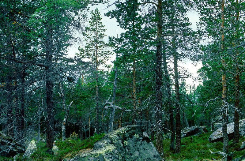 080_35.jpg - Trolsk urskog