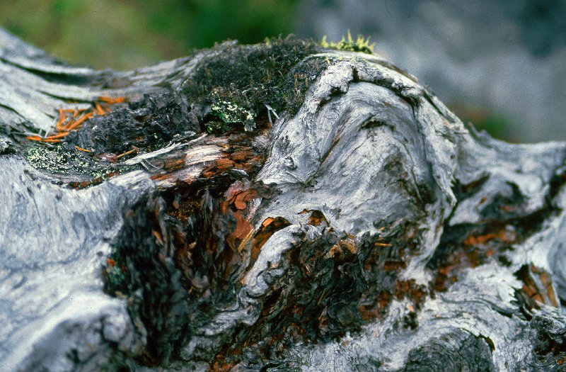 081_01.jpg - EN gaiddfurustamme gir store muligheter for makrofotografering