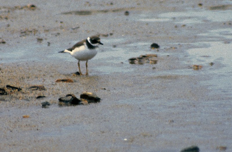 081_07.jpg - En sandlo observerte vi også ved Gjävsjön.