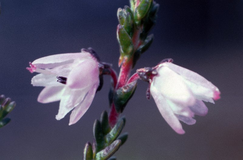 081_08.jpg - Tyttebærlyngen blomstret