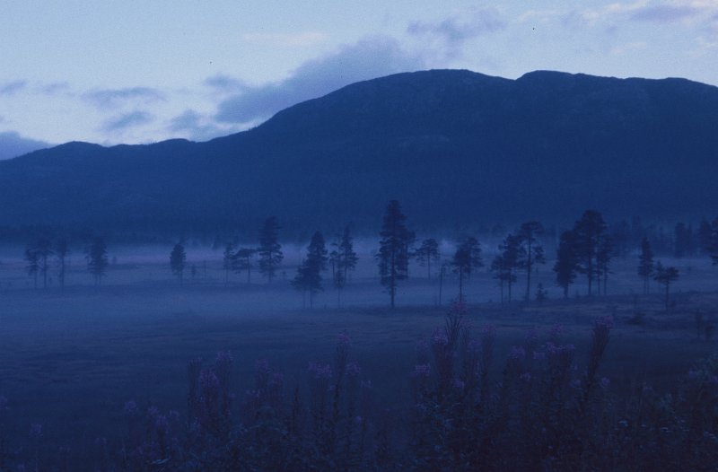 081_11.jpg - Ei svensk skoddelagt myr i "Den blå timman"