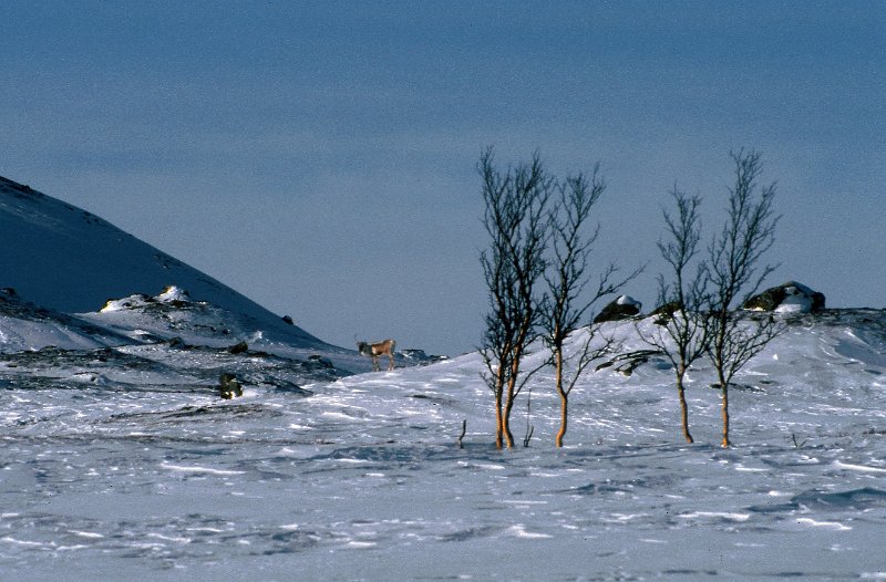 101_24.jpg - Vi gikk oss på en liten reinsflokk