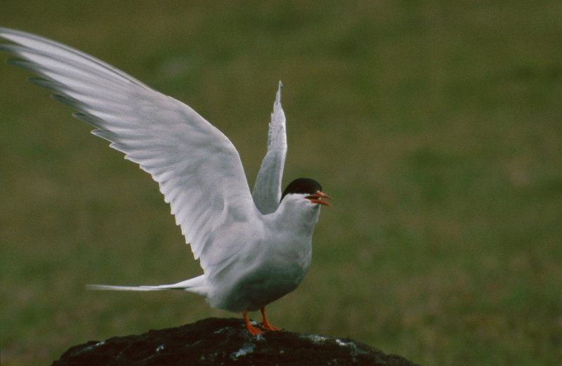 Runmag_122.jpg - Rødnebbterne