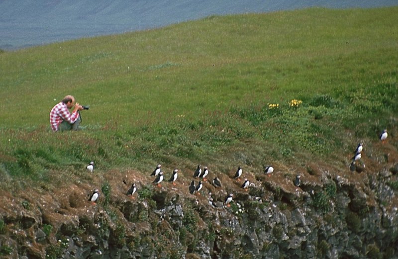 Runmag_132.jpg - Bergul Dag i posisjon for fotografering av Lundefugler ved koloni på Dyraholaey.
