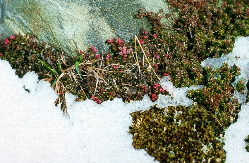 059_33.jpg - Greplyng er en harfør fargeklatt i vårfjellet. Litt nysnø skremmer den ikke