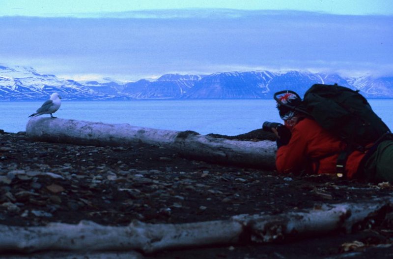 068_03.jpg - Naturfotograf Roger Aasback har kommet i posisjon. Ei Krykkje er på plass i søkeren