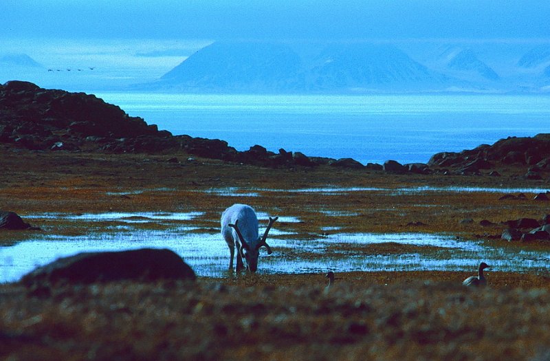 068_06.jpg - Svalbardrein og Ringgjess