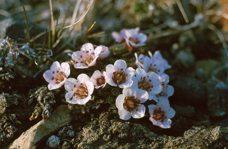 068_20.jpg - Tuesildre