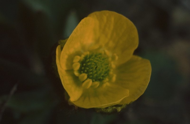 069_04.jpg - Polarsoleie