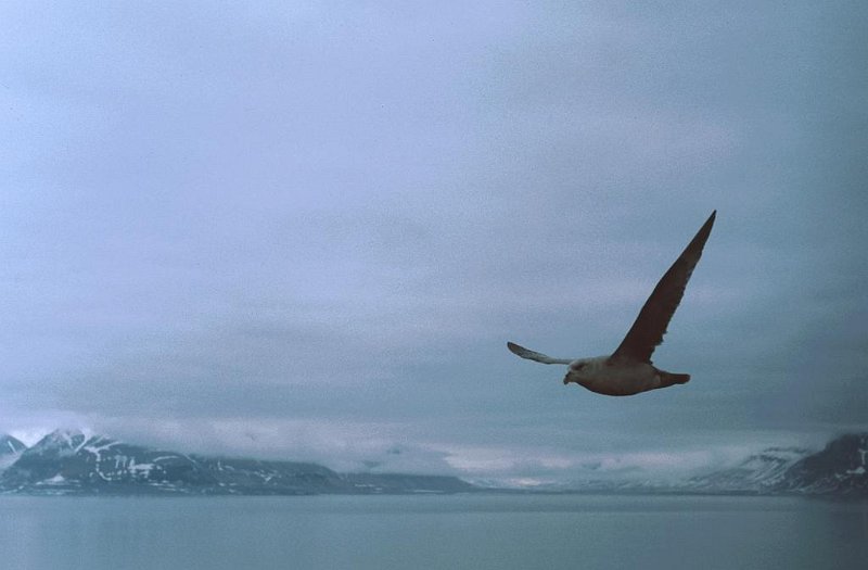 069_08.jpg - Havhest i seilflukt er et vakkert men nokså vanlig syn langs Svalbards kyst.