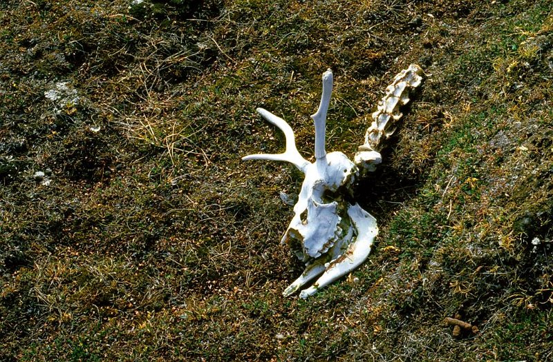 070_05.jpg - Ikke alle overlever i et tøft arktisk miljø