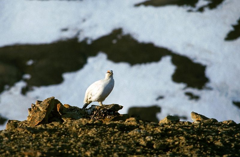 070_25.jpg - Svalbardrypa