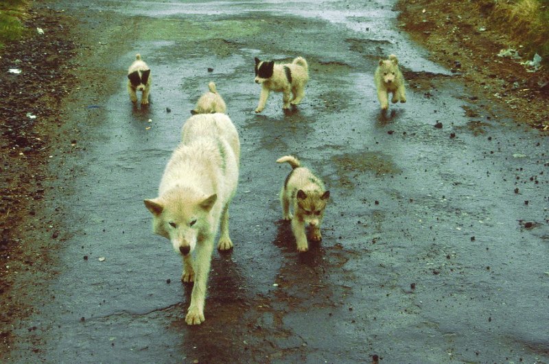 103_16.jpg - Grønlandshunder, både voksne og hvalper var det mange av overalt i Ammassalik