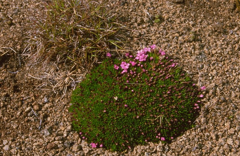 Runmag_072.jpg - Fjellsmelle-tue