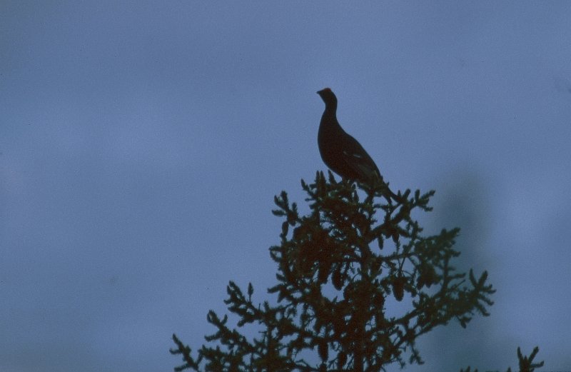 279_36.jpg - Orrhane på topp