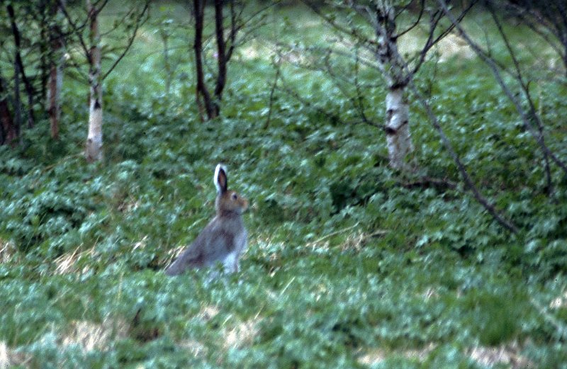 279_38.jpg - En hare ble ogs festet til filmen, sjøl om det var skralt lys