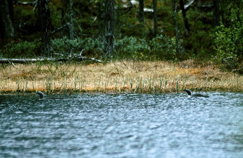 279_48.jpg - Et Storlom par 