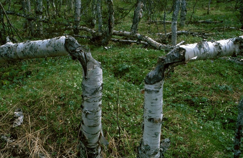 280_16.jpg - Beverbehandlet bjørkeskog