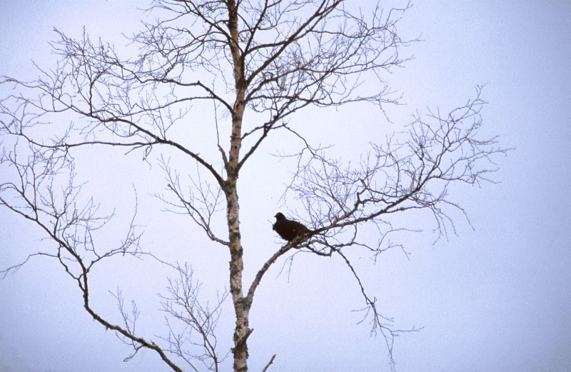 289_36.jpg - Orrhane