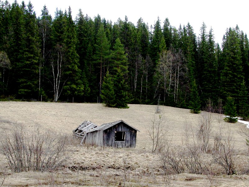 Epsn0144.jpg - I Jämtland er det aldri langt mellom løene