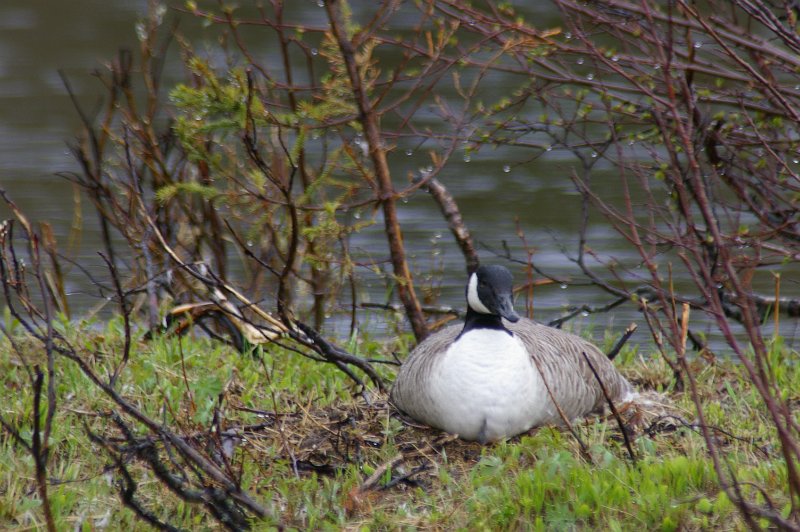 Imgp3292.jpg - Canadagås på reir i Teveldalen