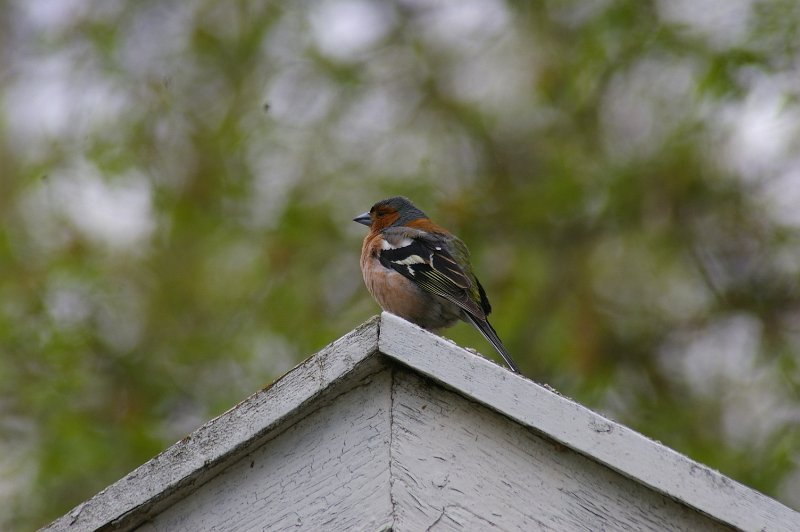 Imgp3340.jpg - En Bokfink ble fotoobjekt