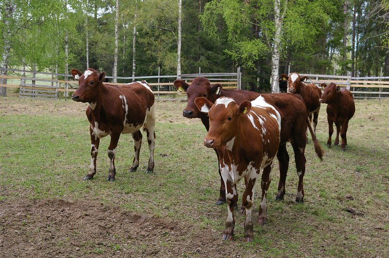 Imgp3450.jpg - Nysgjerrig krøtter finnes også i Sverige