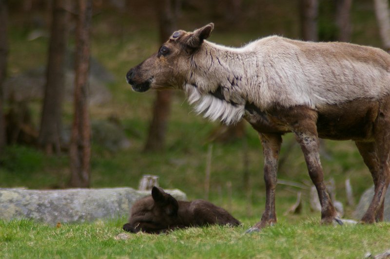 Imgp3490.jpg - Reinsdyr, - simle med kalv