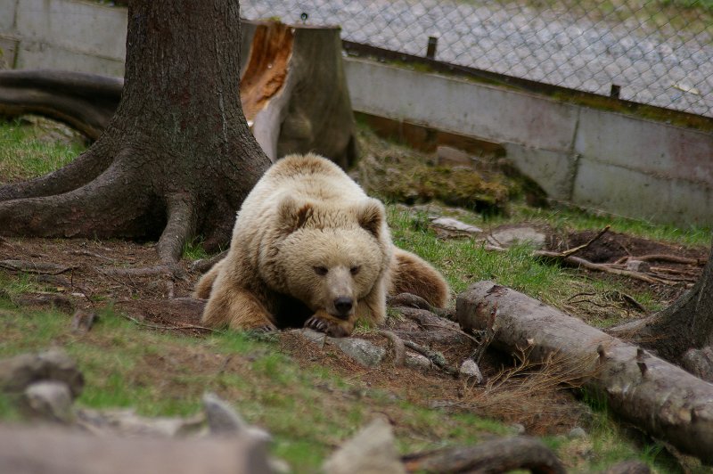 Imgp3516.jpg - Brunbjørn