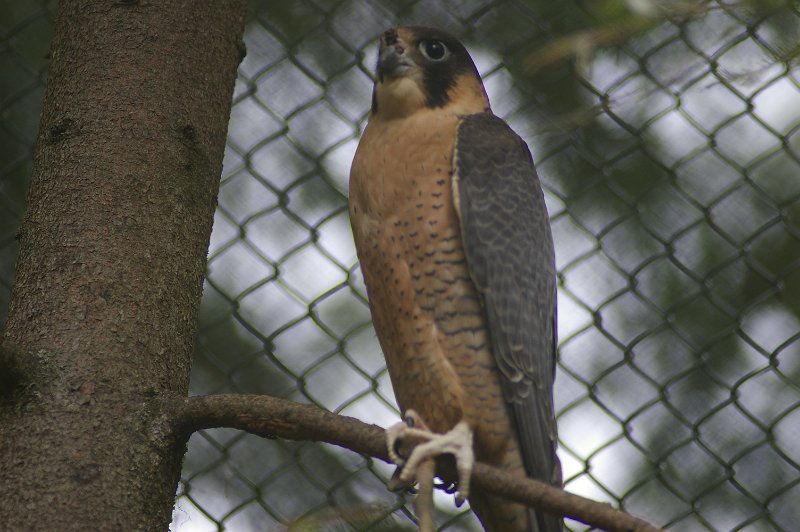 Imgp3541.jpg - Vandrefalk