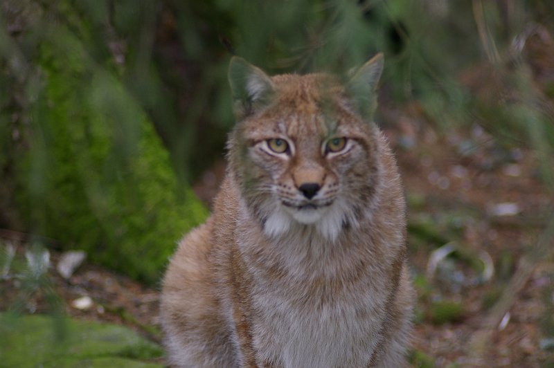 Imgp3589.jpg - Gaupe