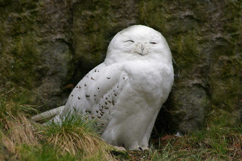 Imgp3649.jpg - Snøugle, - eller lemengris som den også kalles